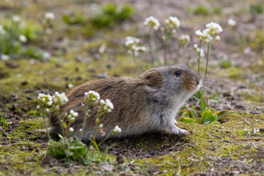Растения севера и тундры