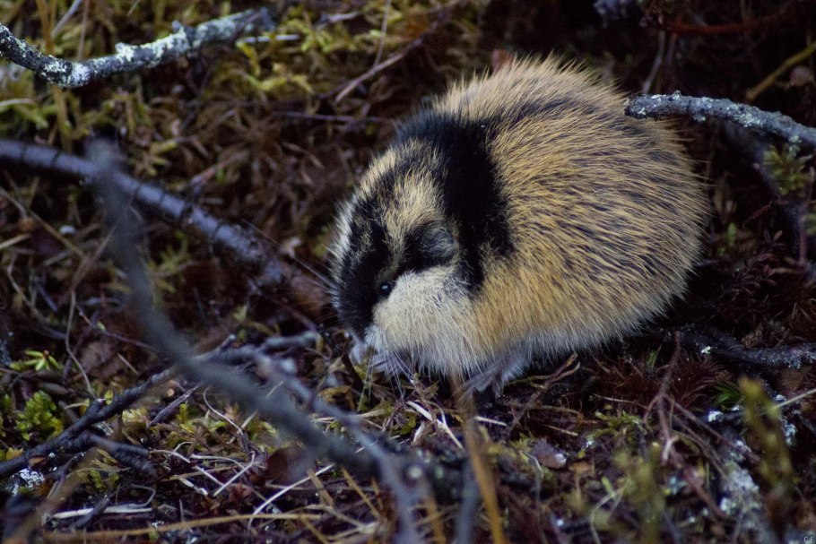 Природные зоны России