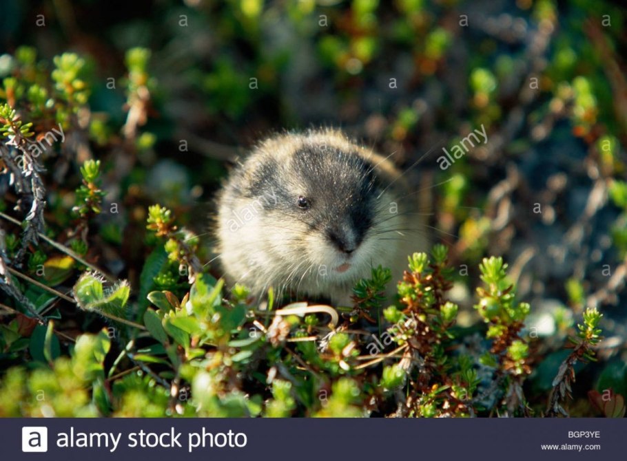 Амурский лемминг