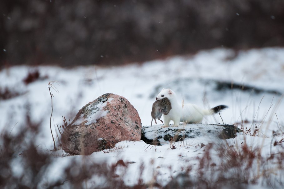 Растения и животные крайнего севера и тундры