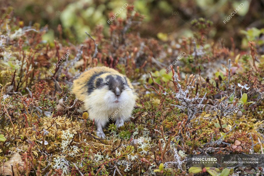 Растения тундры Евразии