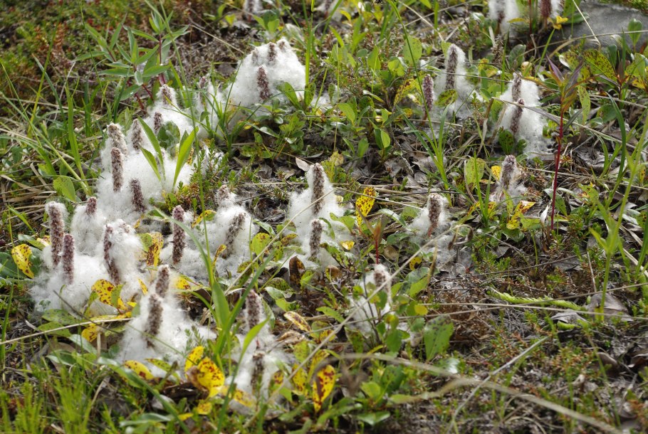 Леммингов тундре на одной картинке
