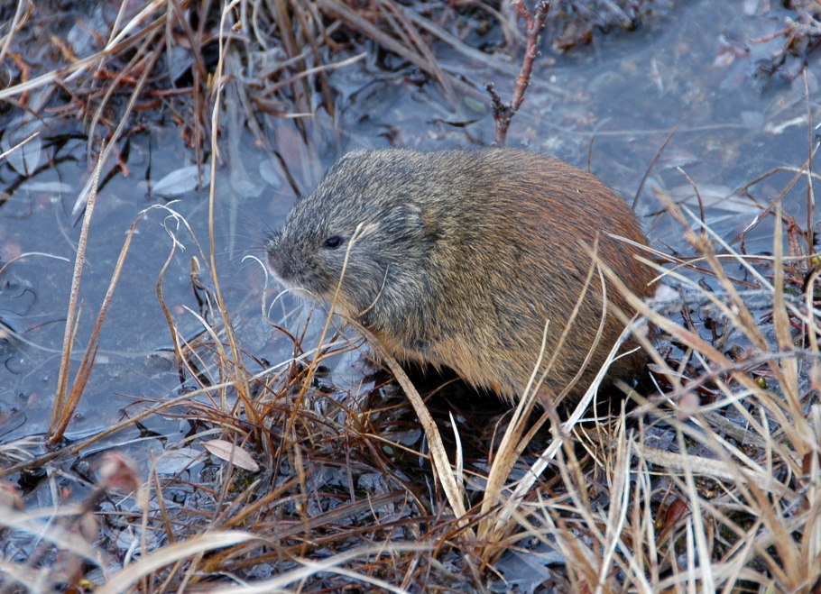 Карликовая береза в арктической пустыне
