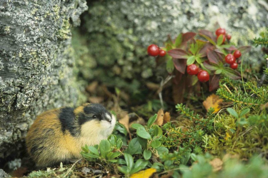 Бонни Роттен школьница