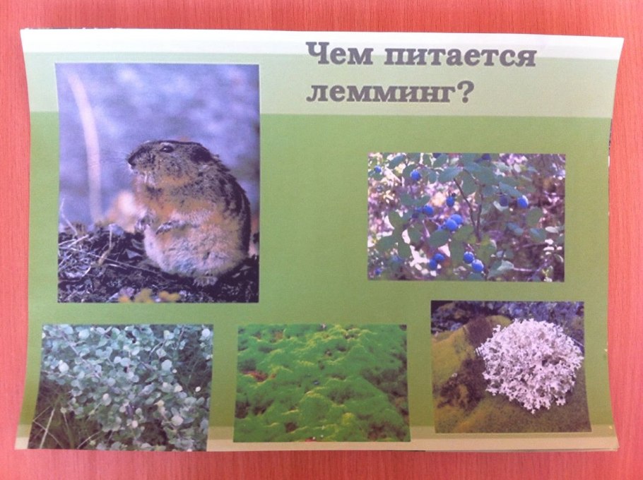 Арктика Грызуны лемминг