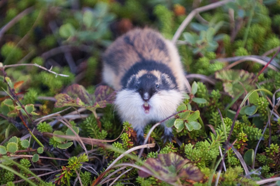 Мышевидный лемминг