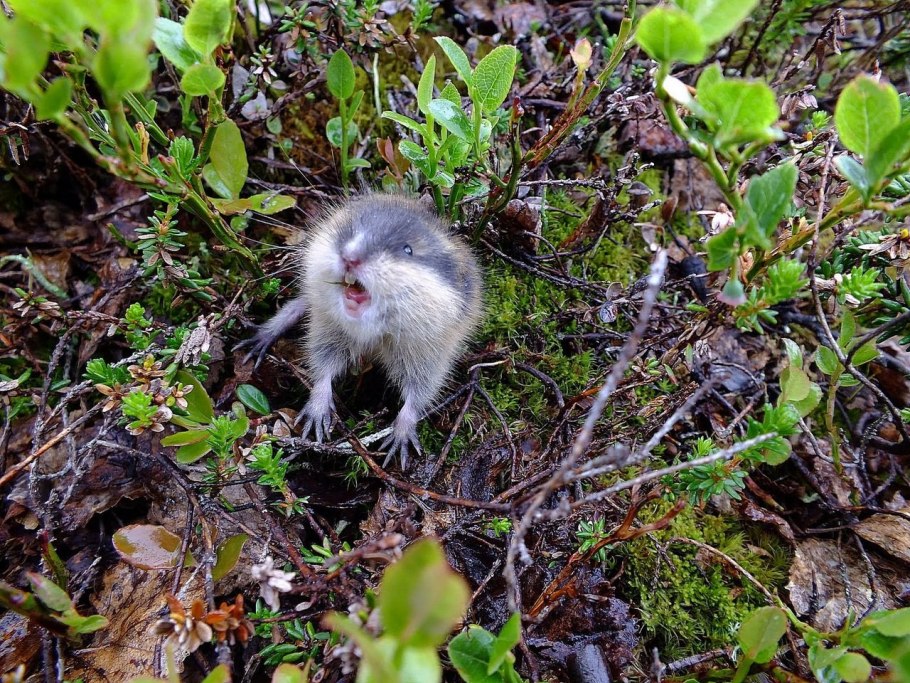 Лемминги в Арктике