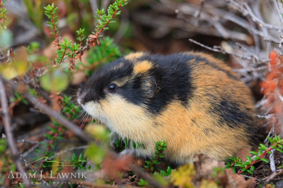 Растения тундры карликовая береза