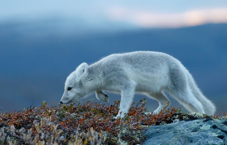 Лемминг Заполярный