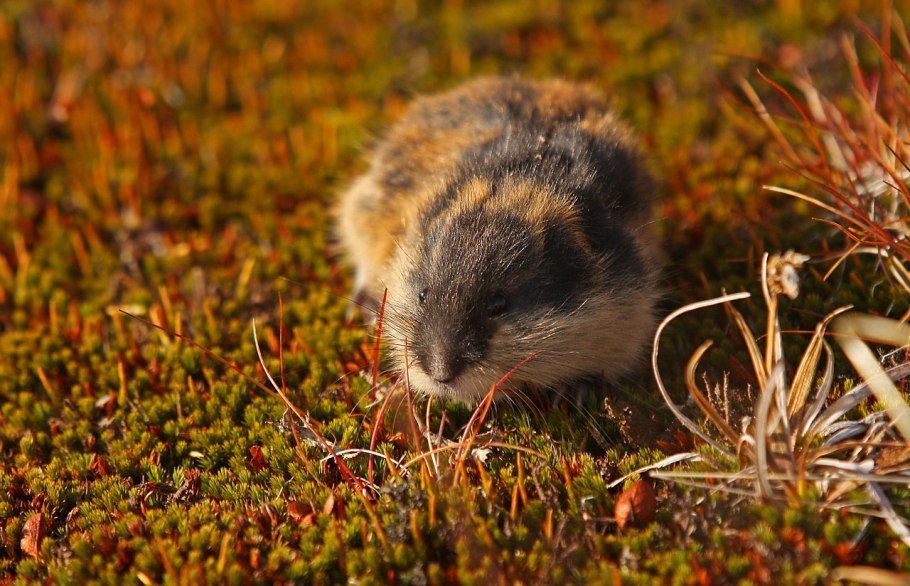 Лемминг Виноградова