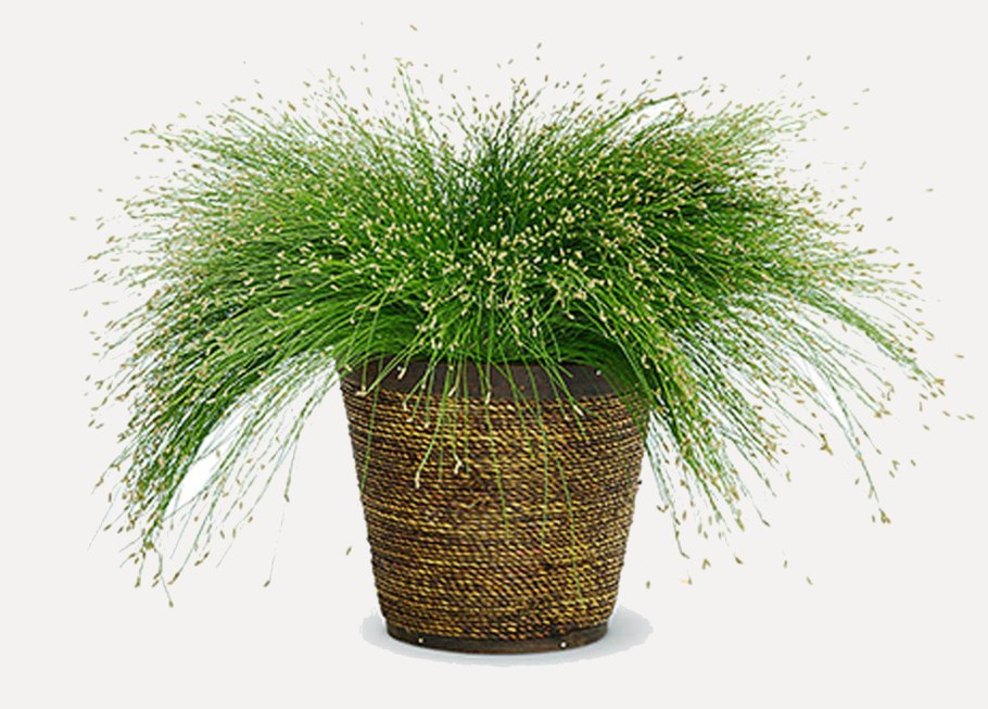 Циперус гаспан