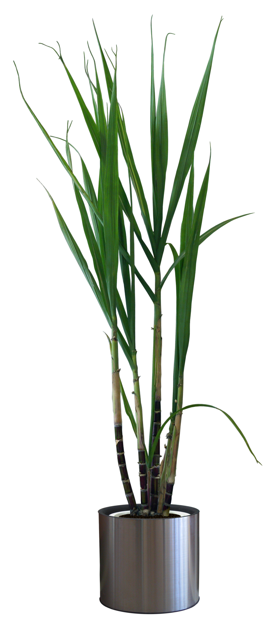 Горшок для бамбука комнатного