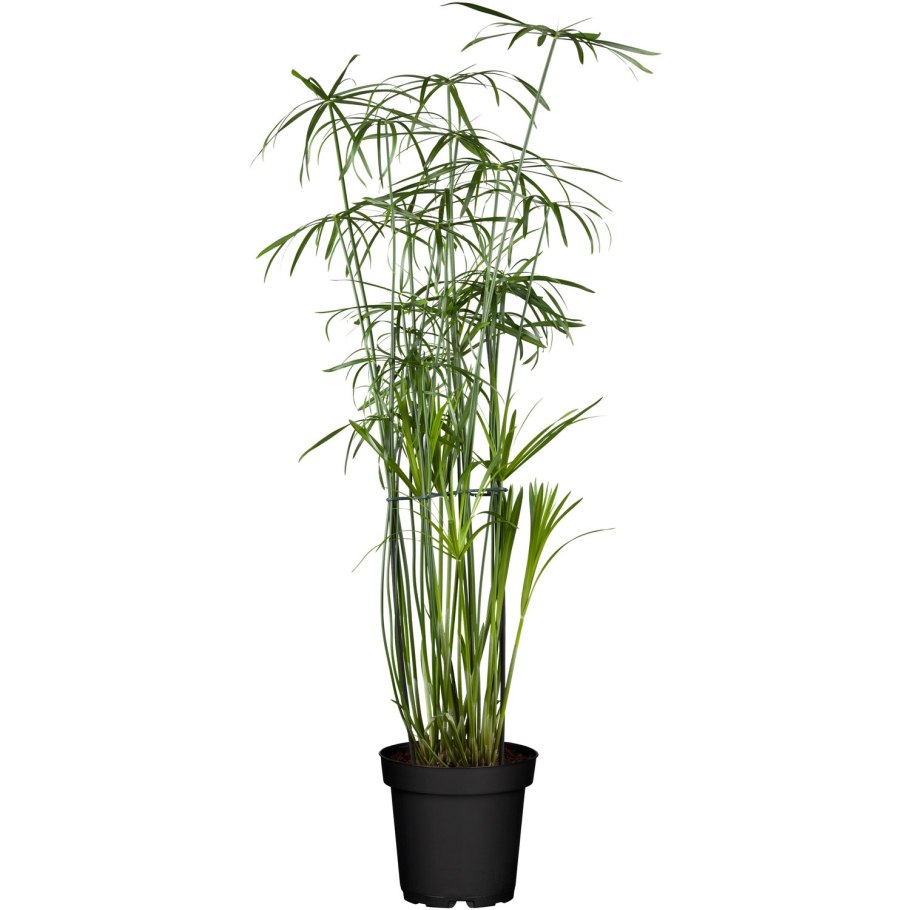 Бамбук Драцена Сандера