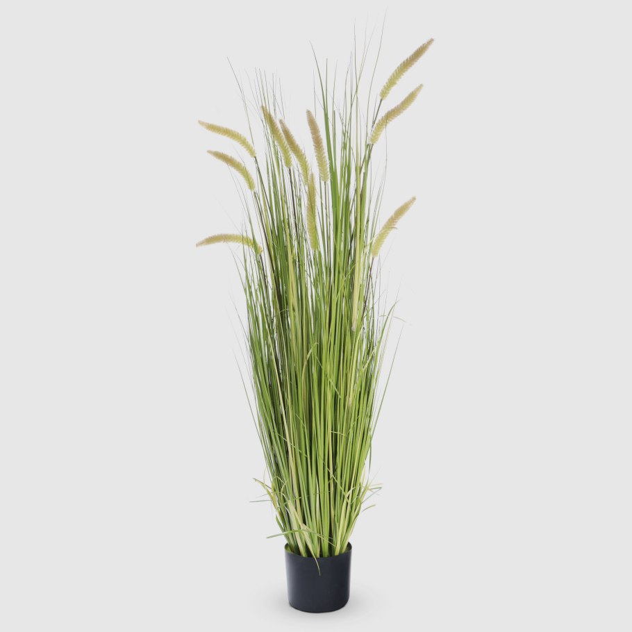 Циперус, Папирус, ситовник