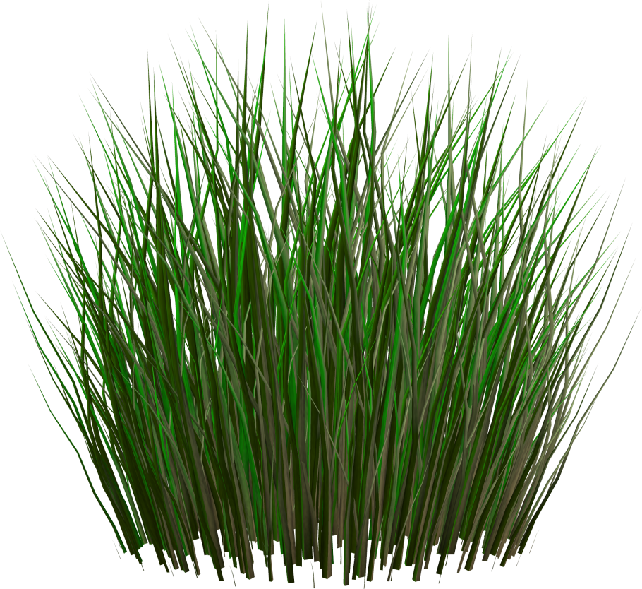 Бамбук на белом фоне