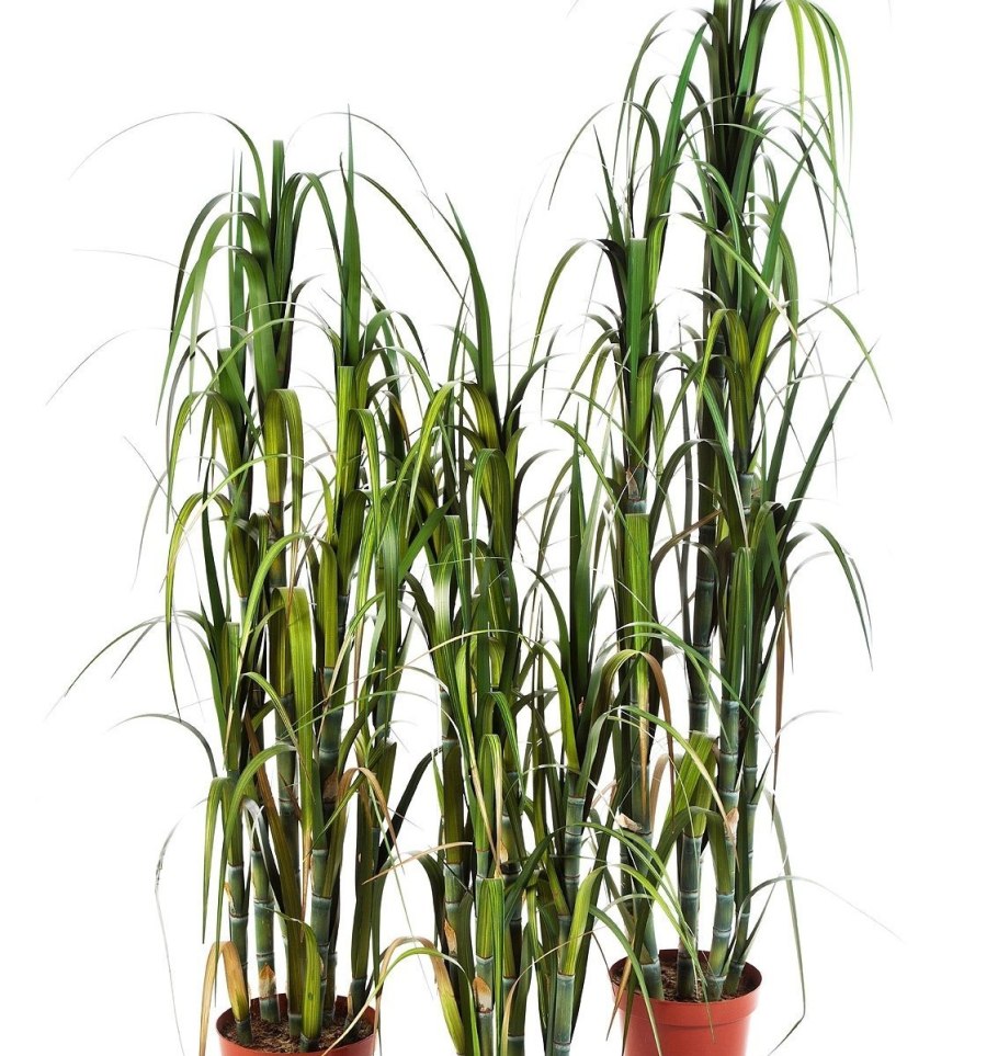 Тростник комнатное растение