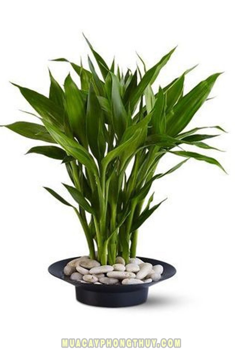 Драцена Сандера Dracaena sanderiana