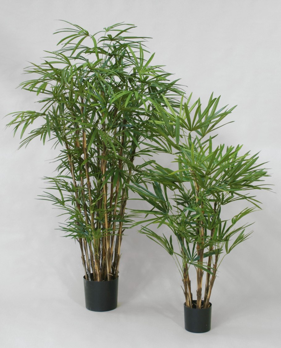 Драцена Сандера бамбук счастья