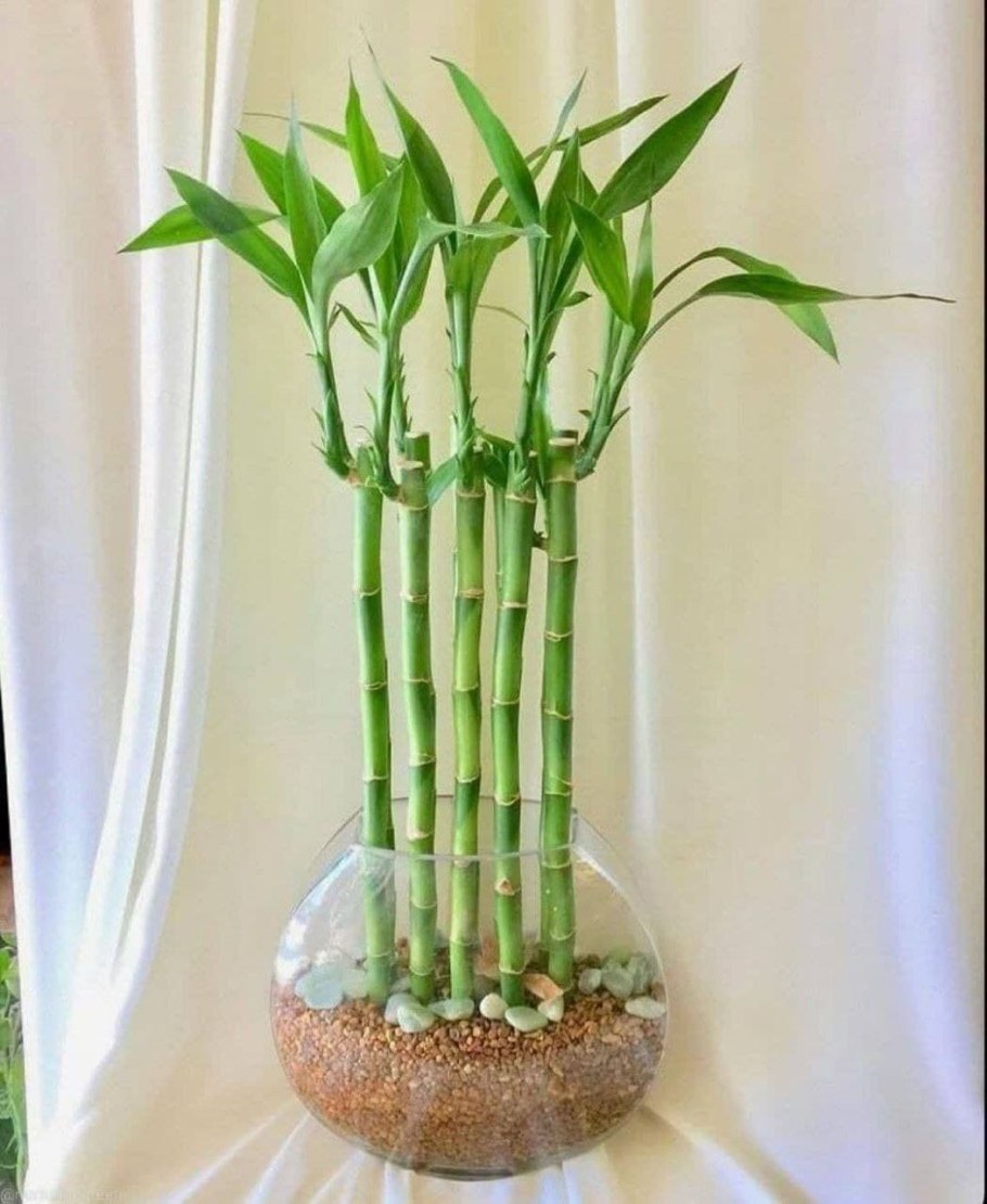 Драцена Сандера бамбук счастья