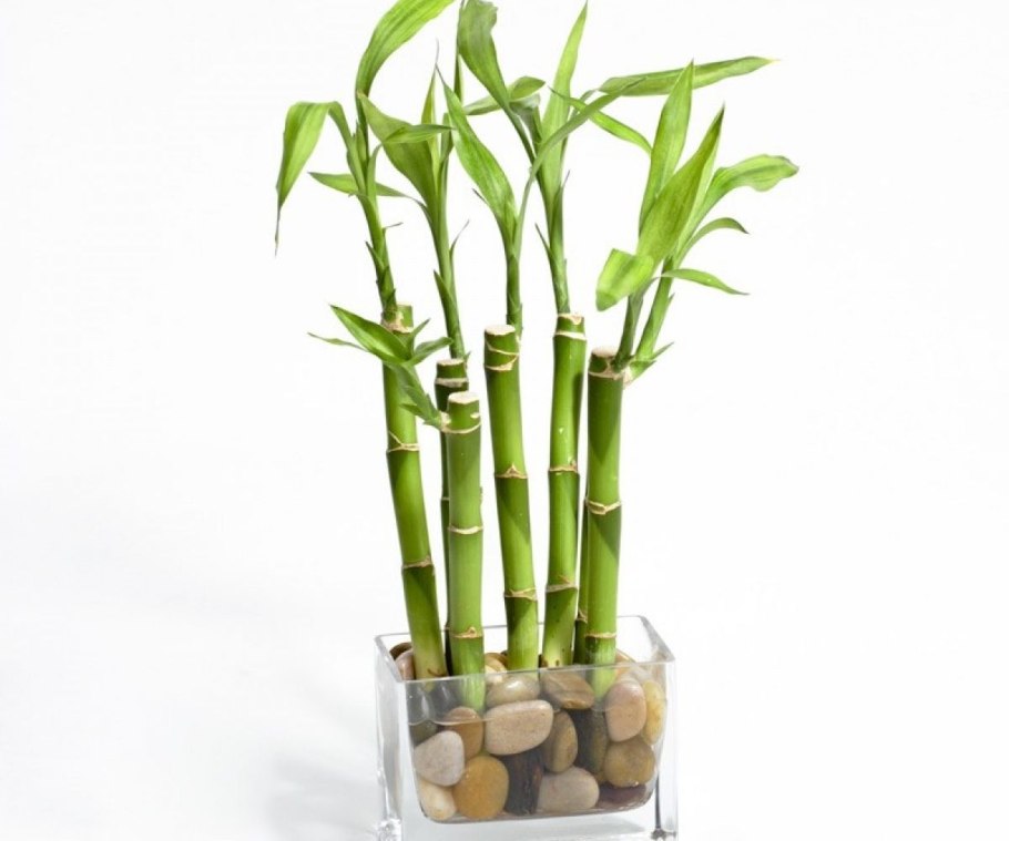 Драцена счастливый бамбук