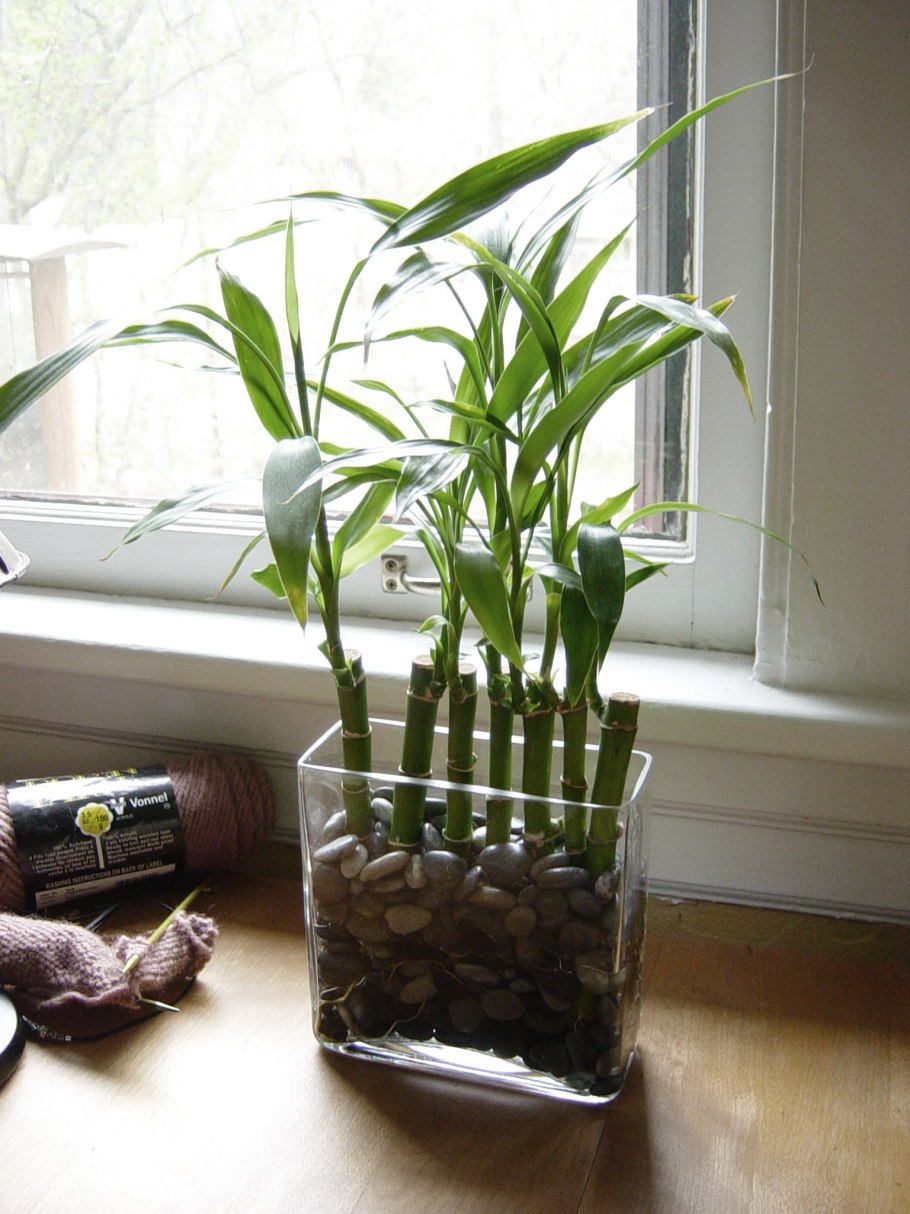 Бамбук Драцена Сандера