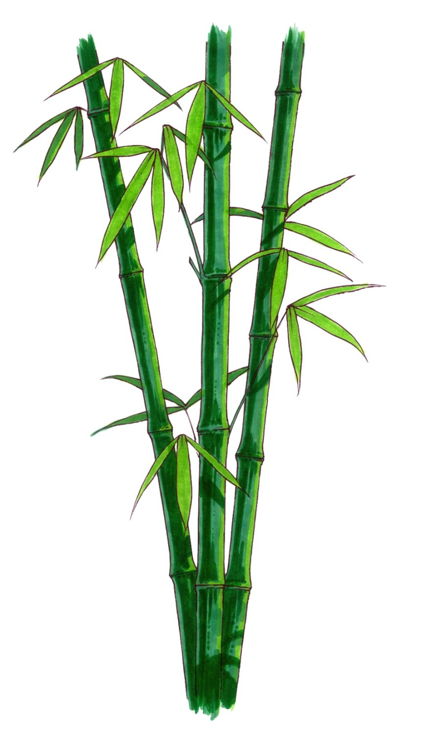Драцена Сандера Dracaena sanderiana