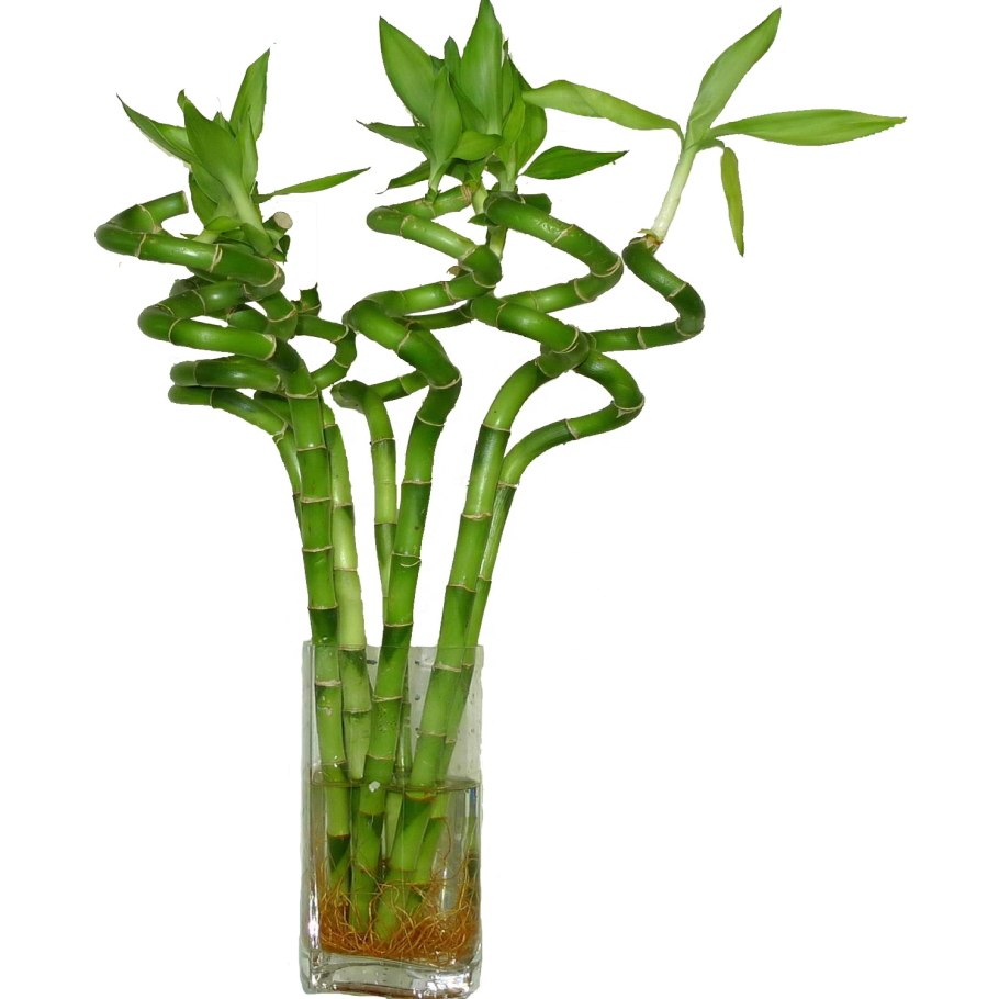 Бамбук Shimbatea Kumasasa