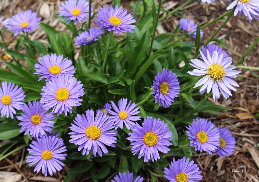 Астра Альпийская (Aster Alpinus Wargrave Pink) Окс l