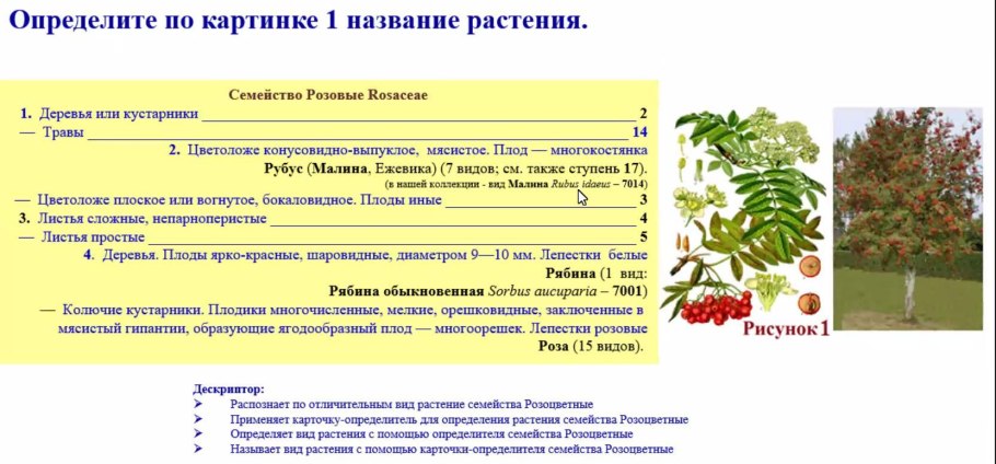 Гравилат подсемейство