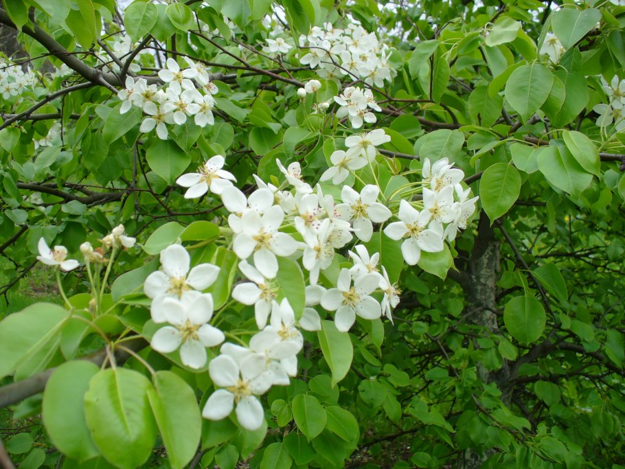 Дикая роза шиповник лист