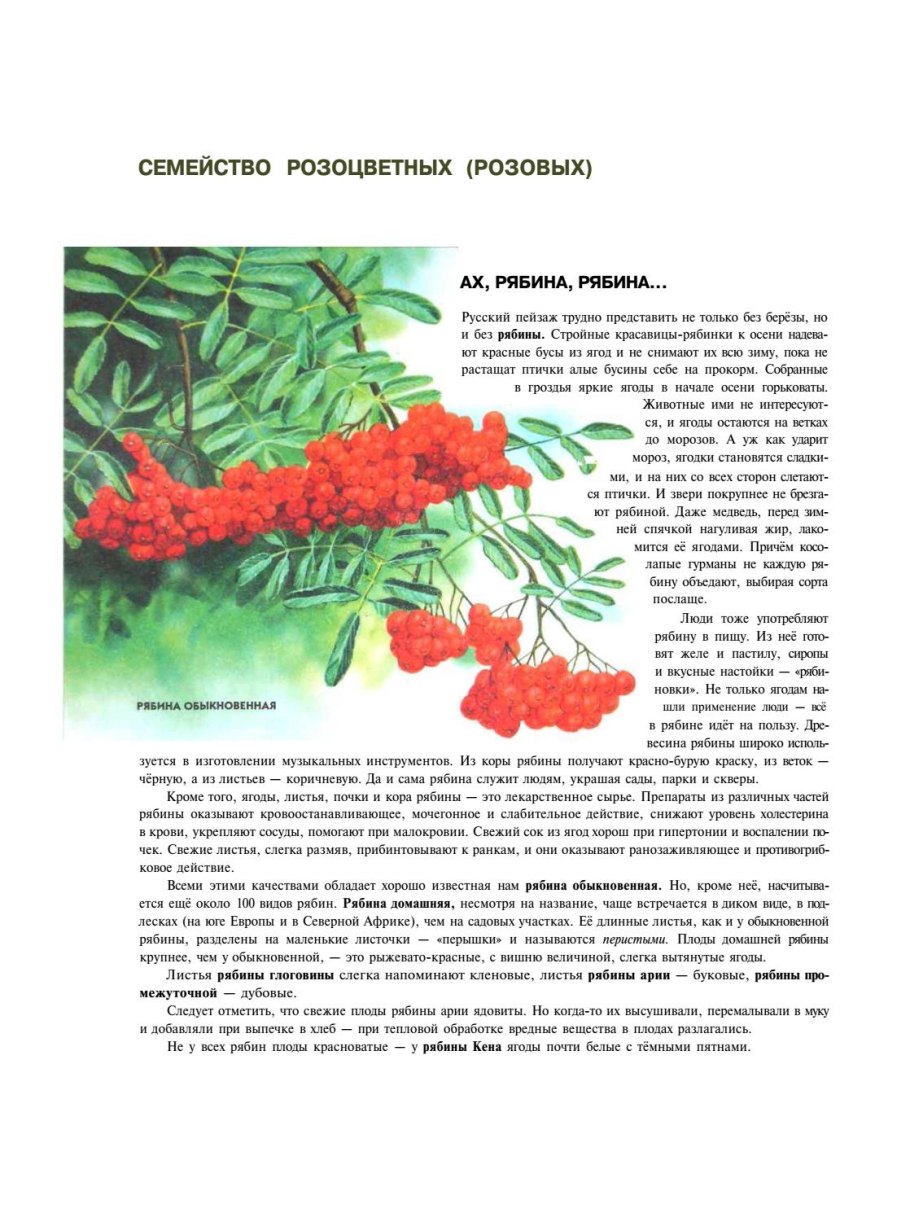 Rosaceae Розоцветные