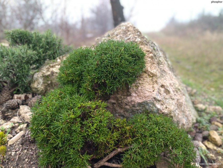 Туя шаровидная