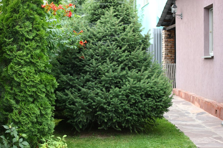 Туя можжевельник ландш