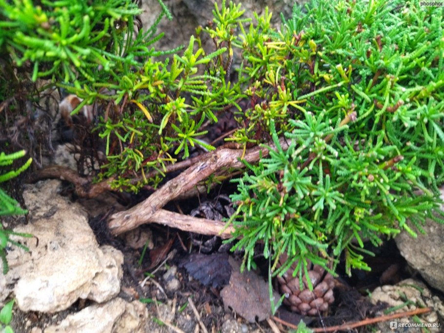 Ландшафт Хоста можжевельник горка