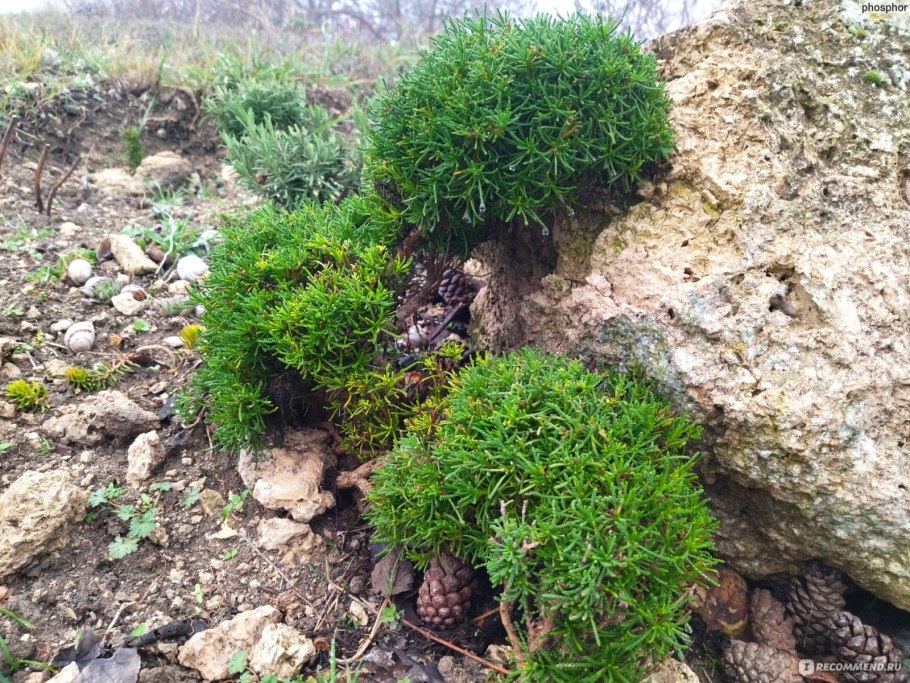 Хвойники сосна можжевельник