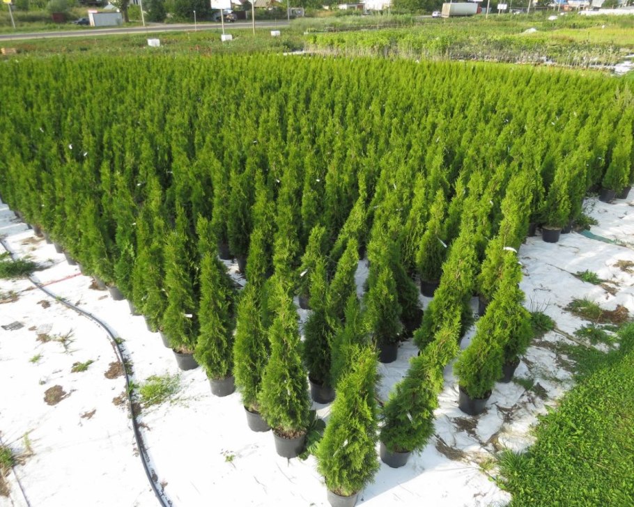 Ель можжевельник ветка