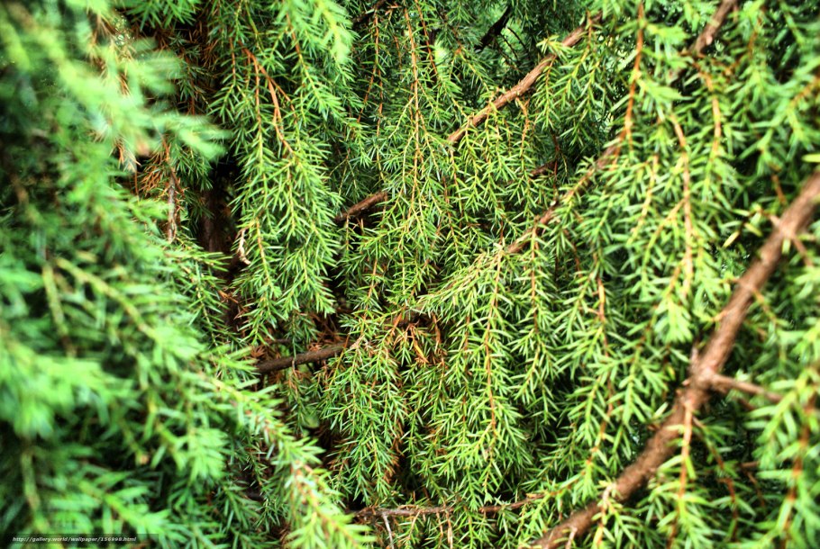 Туя Смарагд голубая ель миксбордер