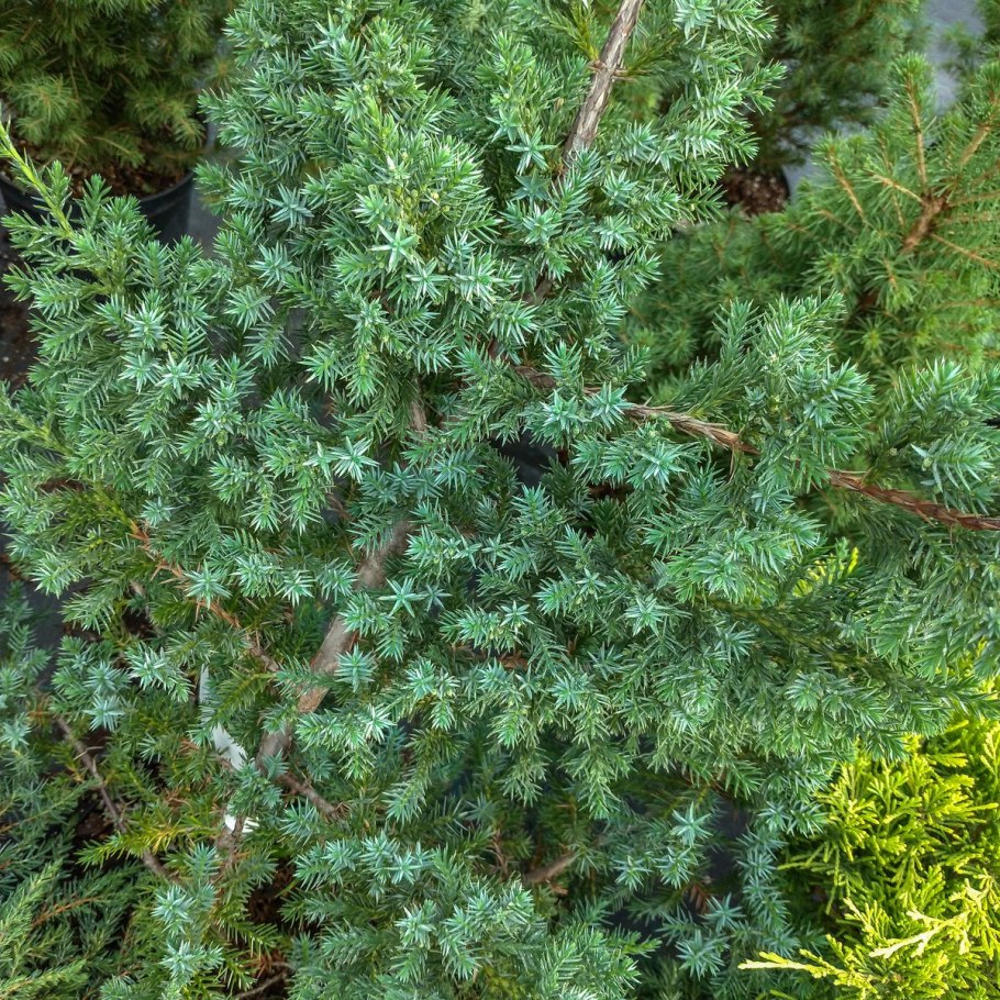 Trendy Conifers можжевельник