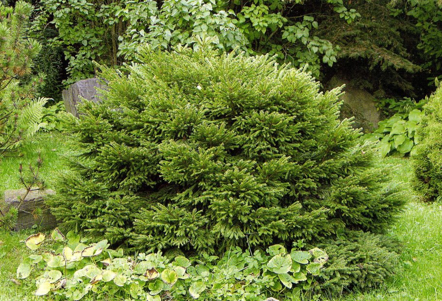 Можжевельник Wiltonii