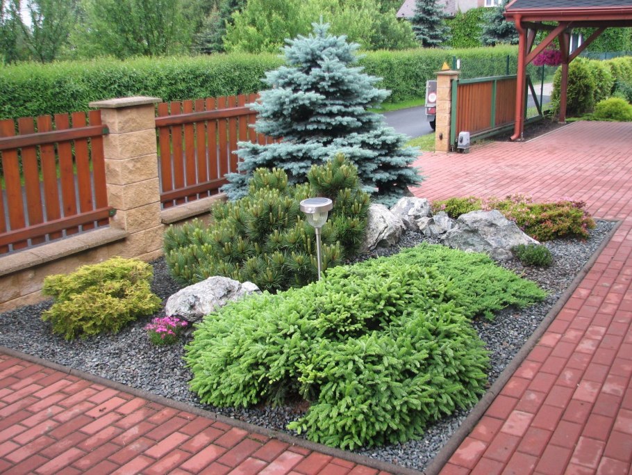 Туя Купрессус