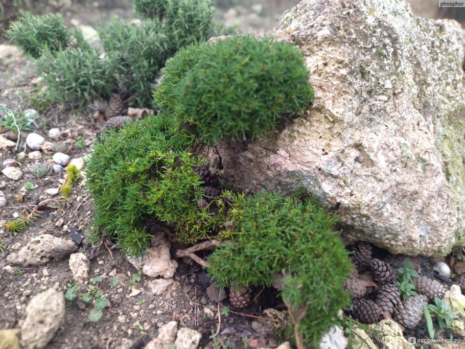 Туя и пихта