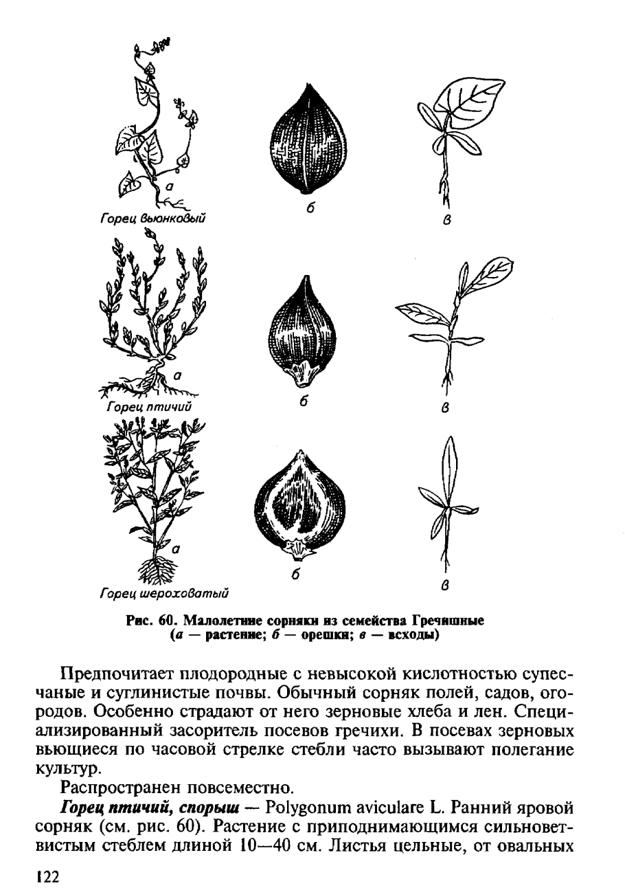 Параллельное жилкование листа