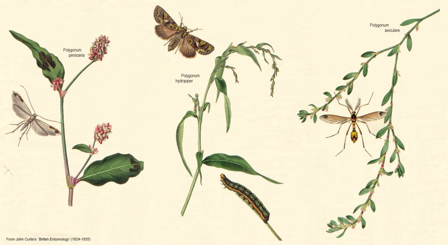 Насекомое похожее на лист