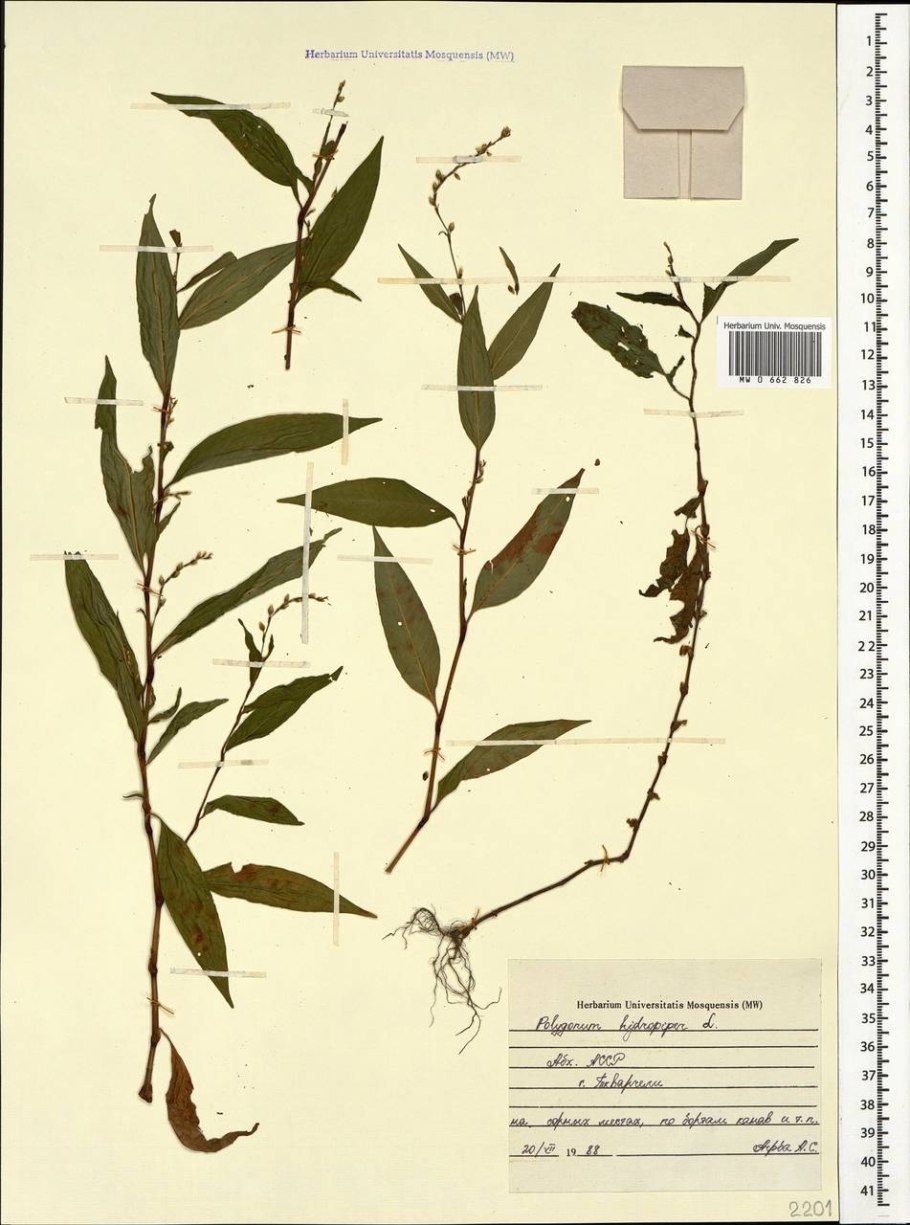 Трава горца птичьего на белом фоне