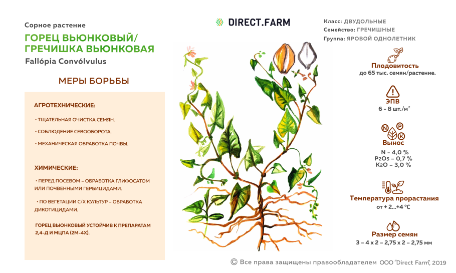 Salix fragilis Ботанический рисунок