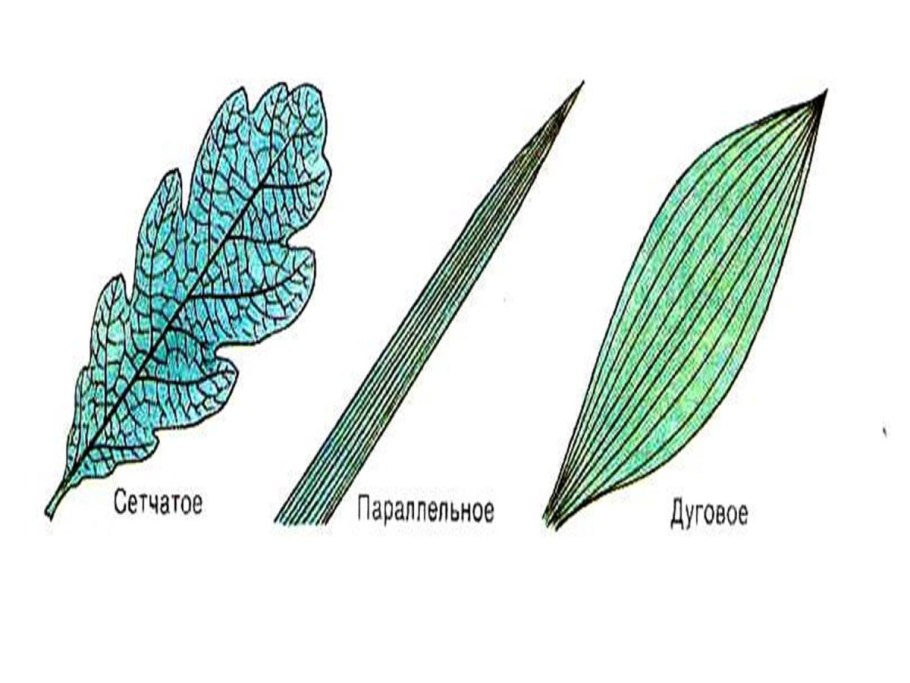 Способы прикрепления листьев к стеблю примеры