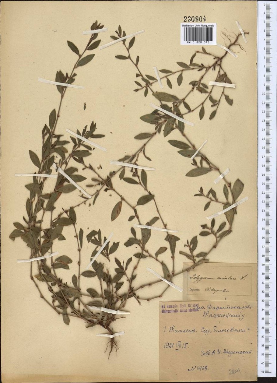 Название деревьев по листьям