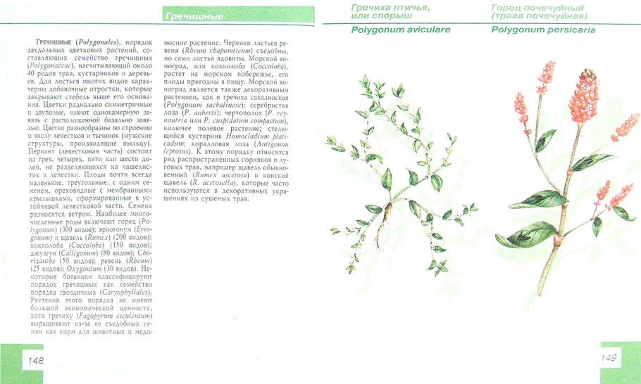Polygonum amphibium формула цветка
