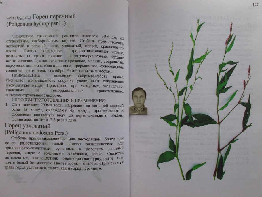 Горец перечный - polygonum hydropiper