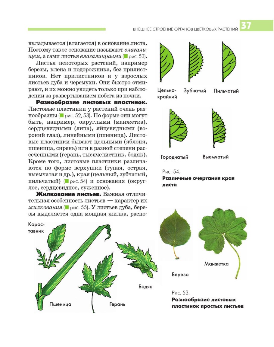 Жилкование листьев гороха